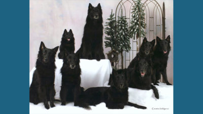 Belgian Sheepdog 6