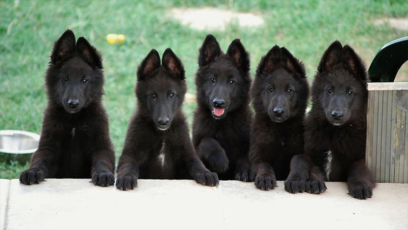 Belgian Sheepdog 7