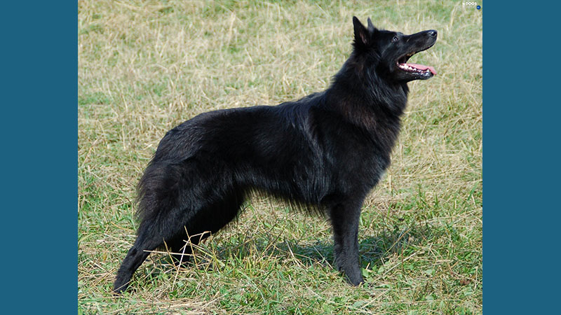 Belgian Sheepdog 8