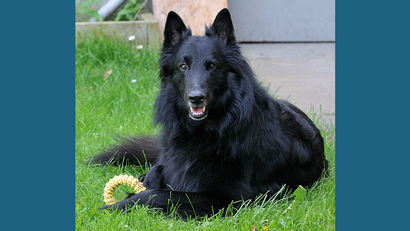 Belgian Sheepdog 9