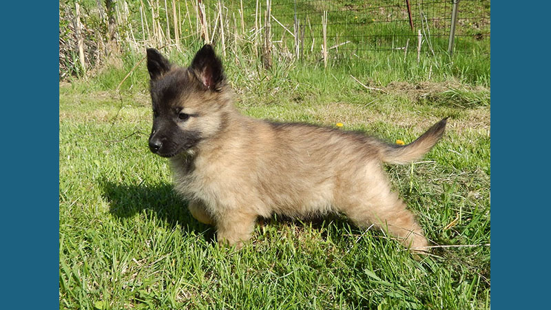 Belgian Tervuren 1