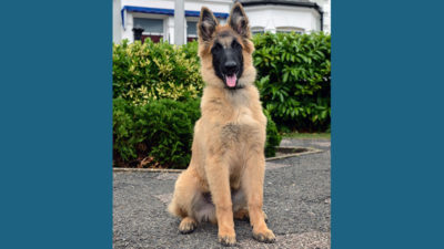 Belgian Tervuren 10