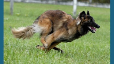 Belgian Tervuren 2