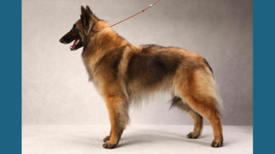 Belgian Tervuren 3