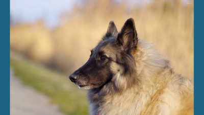 Belgian Tervuren 4