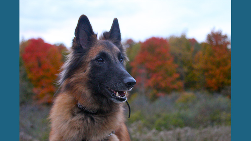 Belgian Tervuren 5