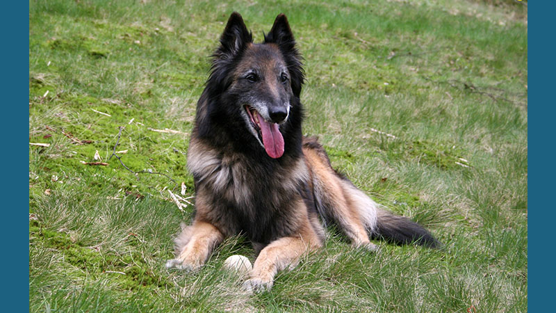 Belgian Tervuren 6