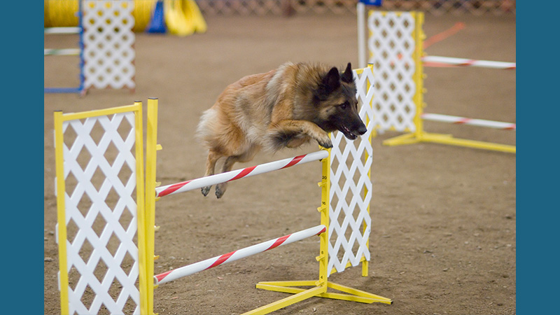 Belgian Tervuren 7