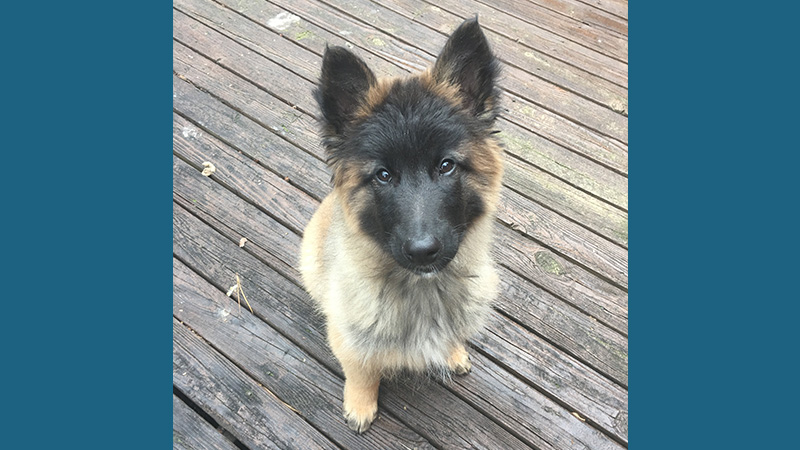 Belgian Tervuren 8