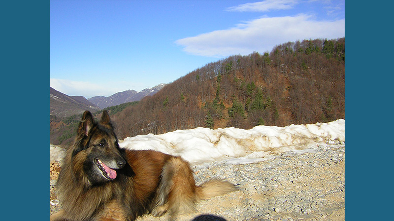 Belgian Tervuren 9