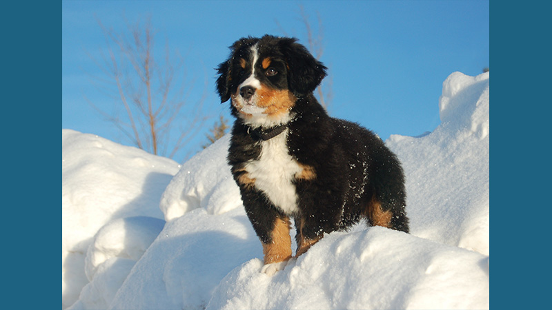 Bernese Mountain Dog 1