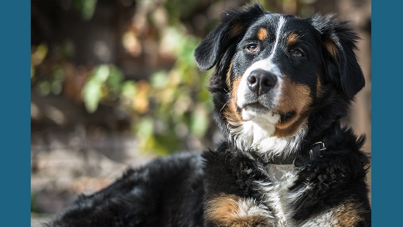 Bernese Mountain Dog 10