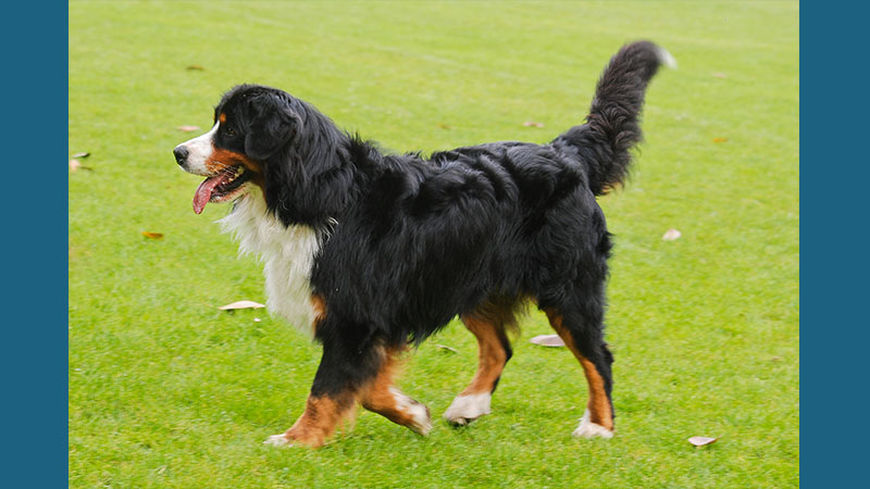 Bernese Mountain Dog 11