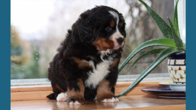 Bernese Mountain Dog 12