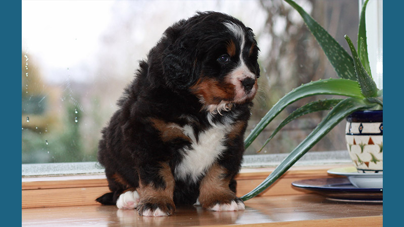 Bernese Mountain Dog 12