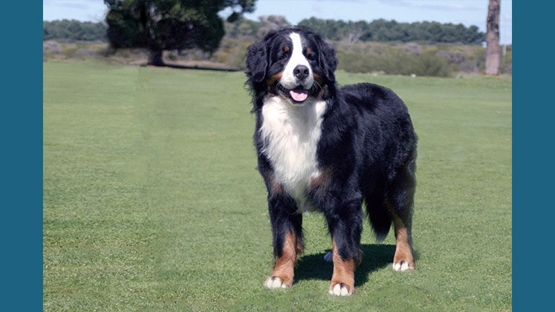 Bernese Mountain Dog 13