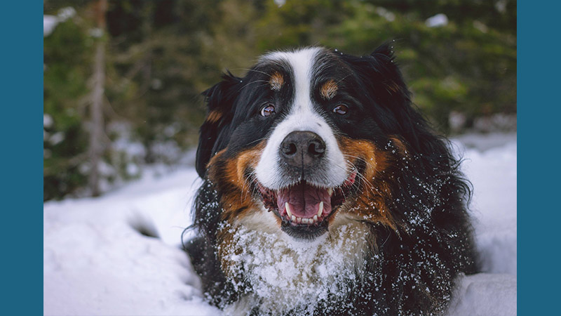 Bernese Mountain Dog 14