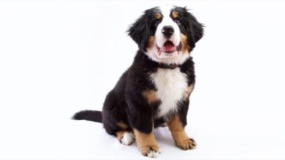 Bernese Mountain Dog 15