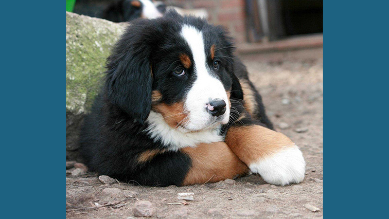 Bernese Mountain Dog 16