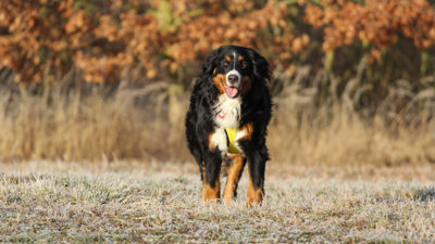 Bernese Mountain Dog 17