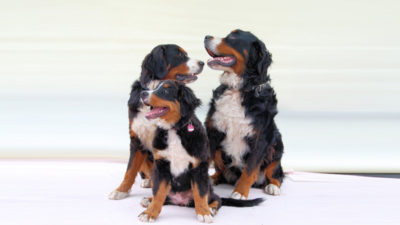 Bernese Mountain Dog 18