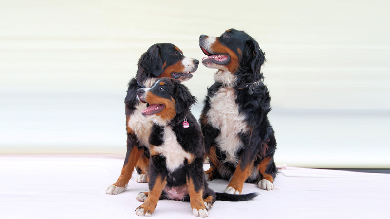 Bernese Mountain Dog 18