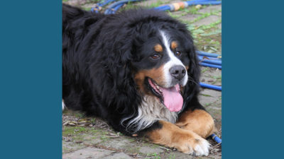 Bernese Mountain Dog 2