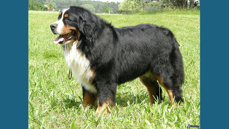 Bernese Mountain Dog 3