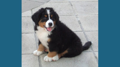 Bernese Mountain Dog 4