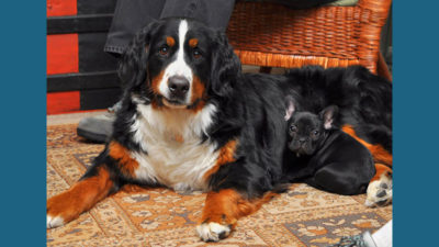 Bernese Mountain Dog 6