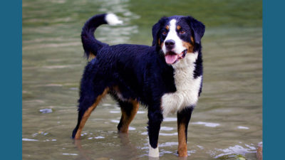 Bernese Mountain Dog 7