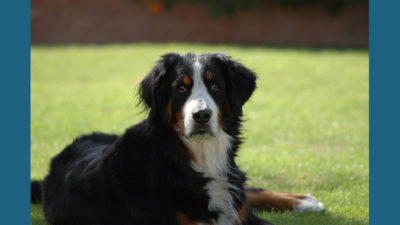 Bernese Mountain Dog 8