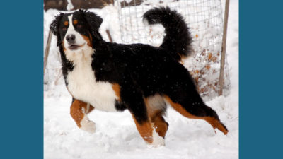 Bernese Mountain Dog 9