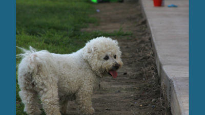 Bichon Frise 1