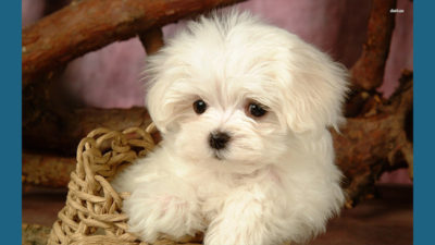 Bichon Frise 11