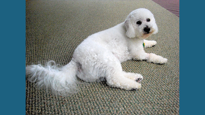 Bichon Frise 12