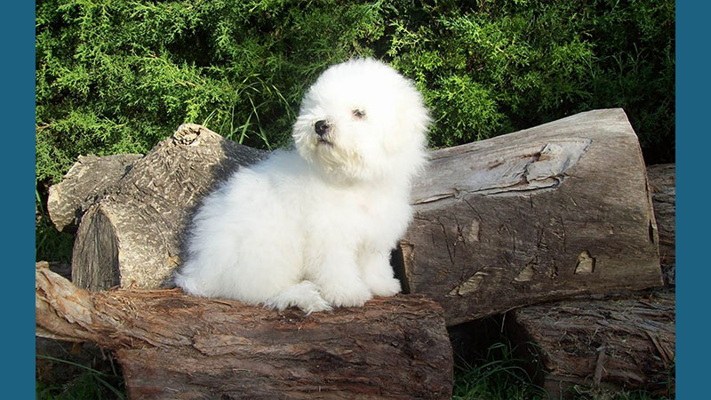 Bichon Frise 13