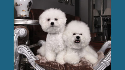 Bichon Frise 14