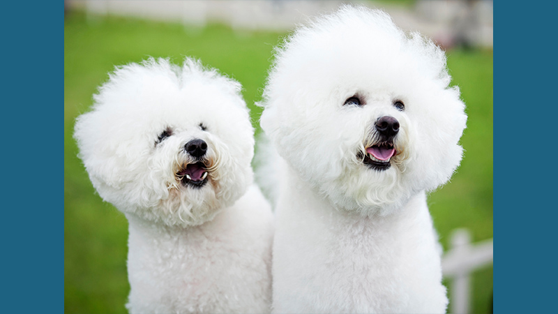 Bichon Frise 15