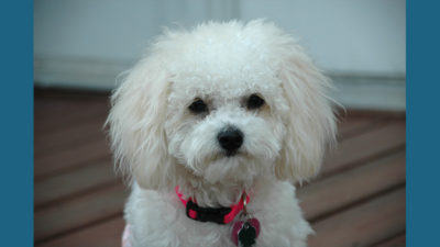 Bichon Frise 17