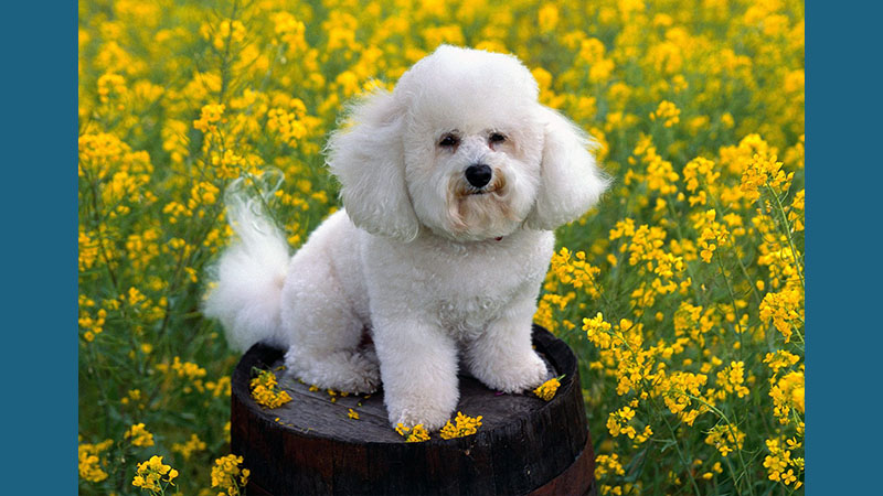 Bichon Frise 18