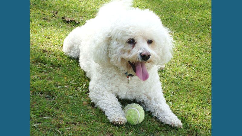 Bichon Frise 2