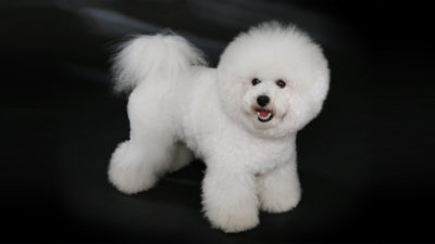 Bichon Frise 3