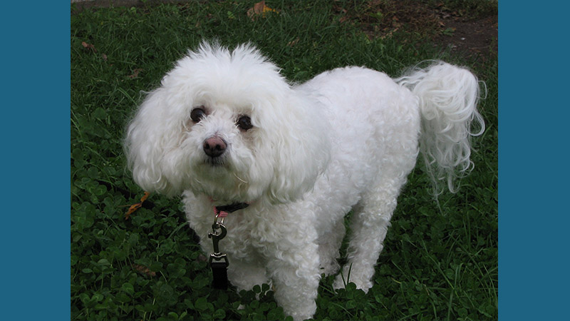 Bichon Frise 4