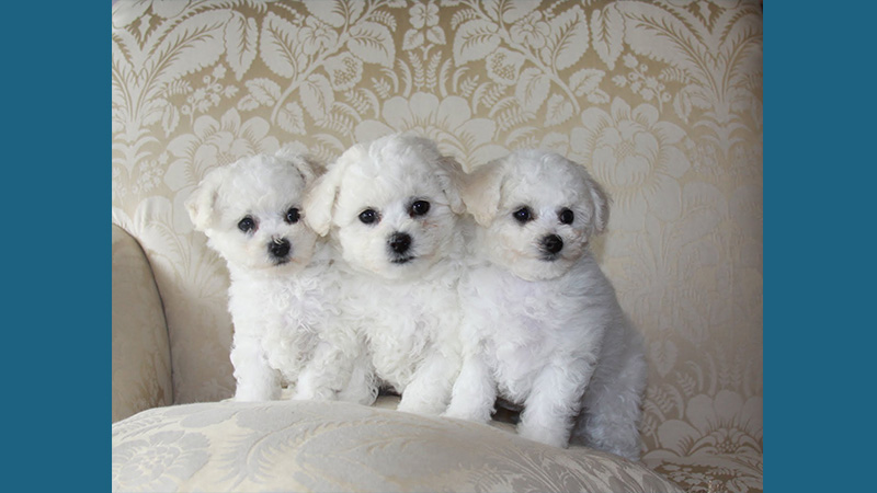 Bichon Frise 5