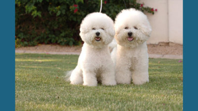 Bichon Frise 6