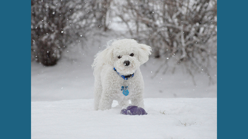 Bichon Frise 7