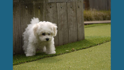 Bichon Frise 8