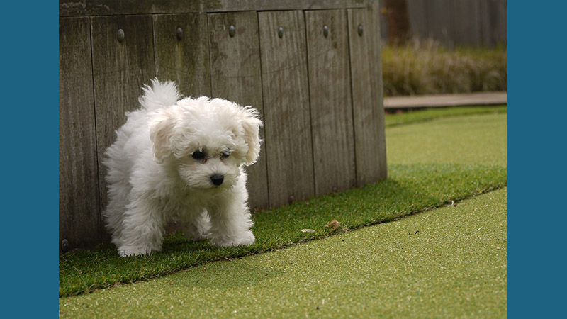 Bichon Frise 8