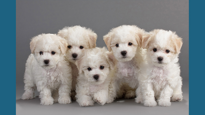 Bichon Frise 9